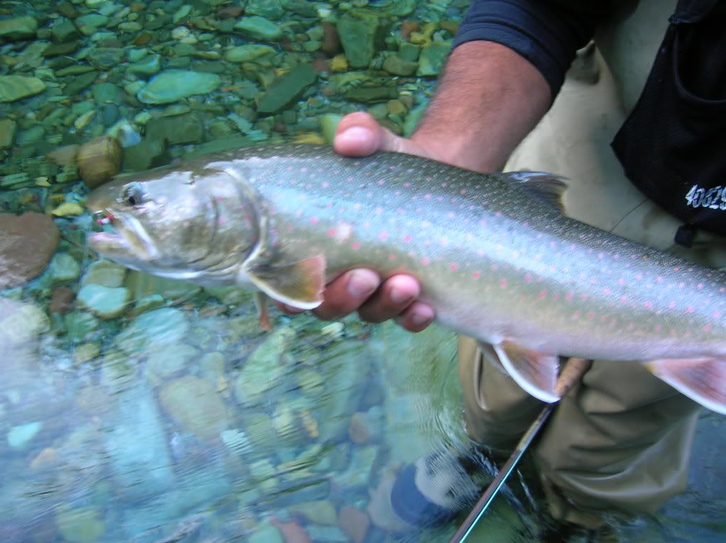 IdahoJohnny's Weekly Fishing Report Bull vs. Brook Trout ID (56k no