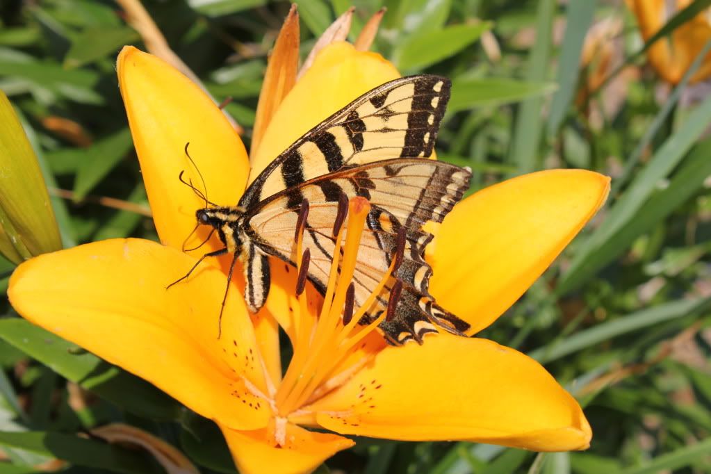 IMAGE: http://i193.photobucket.com/albums/z109/SnooterFish/Canon%20T21/IMG_4298.jpg