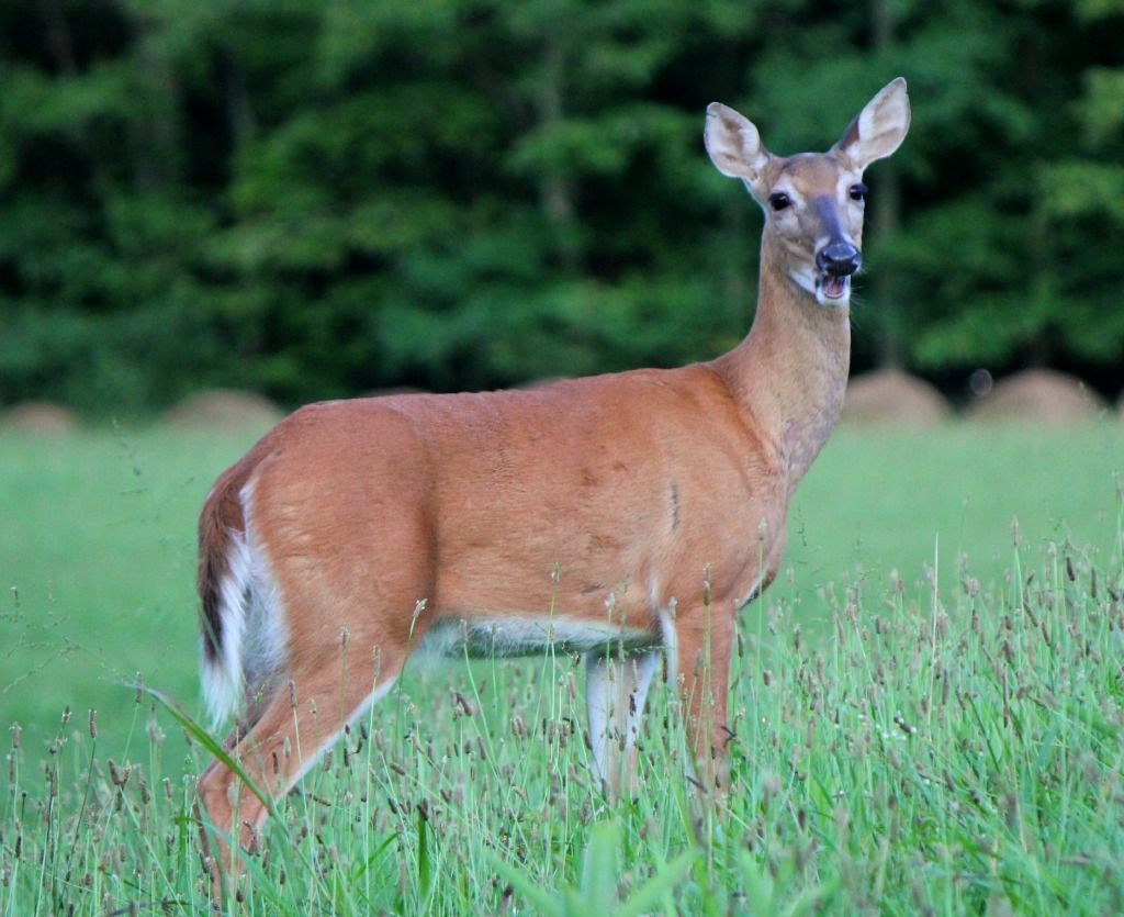 IMAGE: http://i193.photobucket.com/albums/z109/SnooterFish/Canon%20T21/IMG_44582.jpg