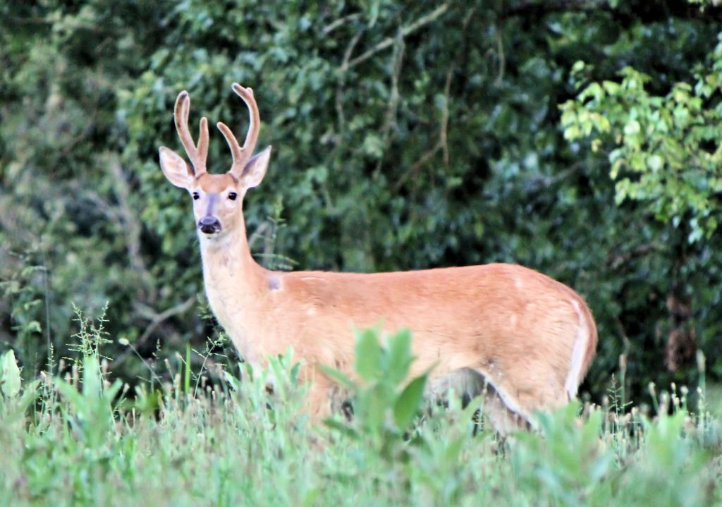 IMAGE: http://i193.photobucket.com/albums/z109/SnooterFish/Canon%20T21/IMG_4466CDP.jpg