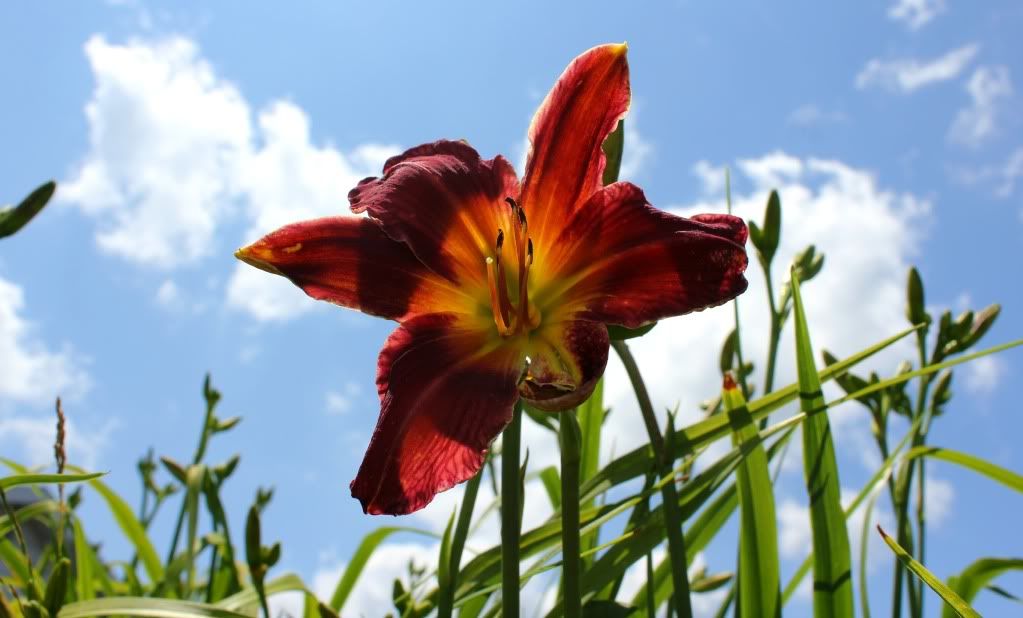 IMAGE: http://i193.photobucket.com/albums/z109/SnooterFish/Canon%20T21/IMG_48671.jpg