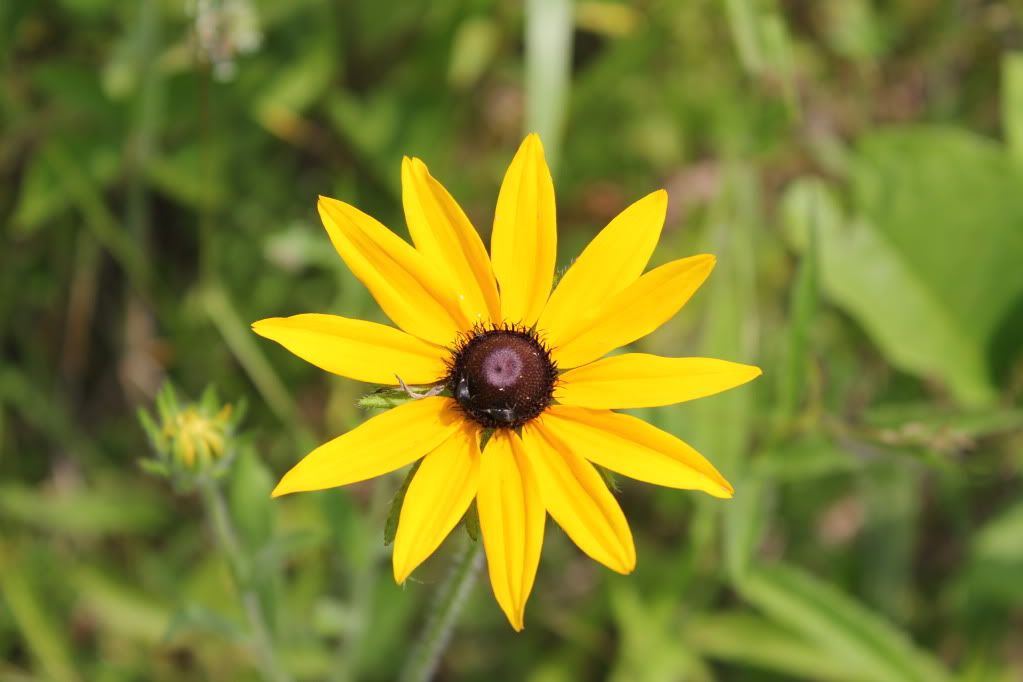 IMAGE: http://i193.photobucket.com/albums/z109/SnooterFish/DSLR%20Images/IMG_4565.jpg