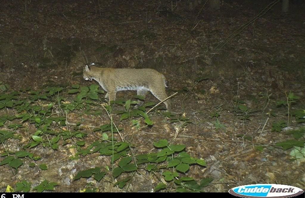 BobCat.jpg