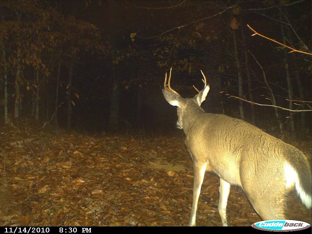 TrailCam007.jpg