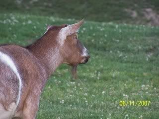 How can female goat get pregnant by 'fixed' male? - Goats