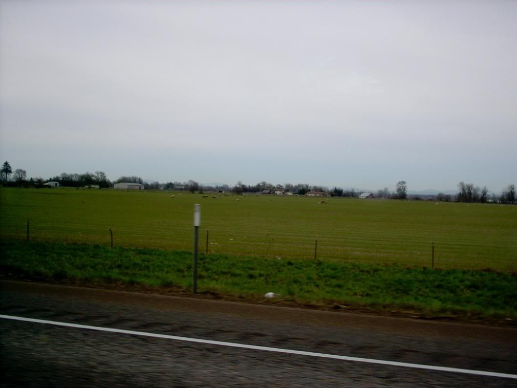 Sheep Field off I-5 near Eugene