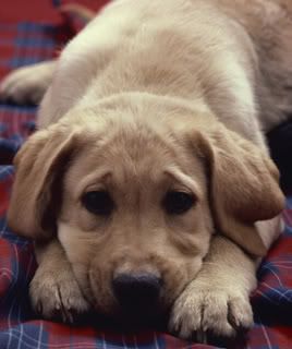 sad dog Pictures, Images and Photos