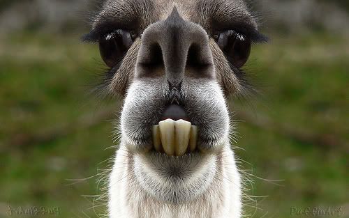 llama. Pictures, Images and Photos