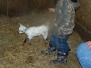 Updated Baby Pics of Shade of Luck - Goats