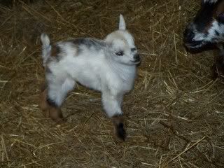 Updated Baby Pics of Shade of Luck - Goats