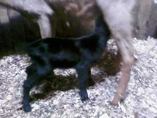 Finally Our Turn - Goats