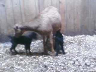 Finally Our Turn - Goats