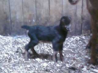 Finally Our Turn - Goats