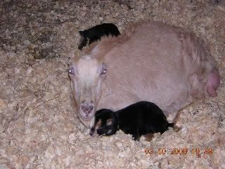 Done For Now - Goats