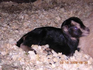 Done For Now - Goats