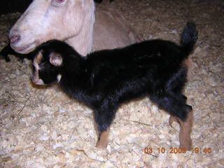 Done For Now - Goats