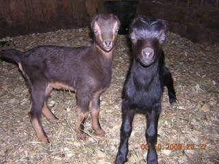 Done For Now - Goats