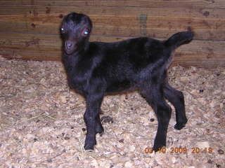 Done For Now - Goats