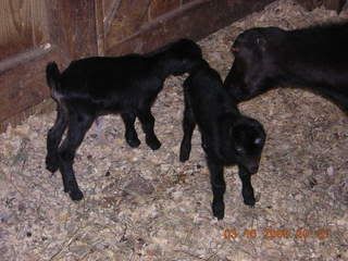 Done For Now - Goats