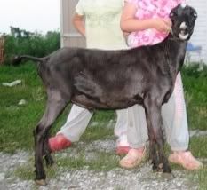 Look Mom, That One's Got Ears and Everything!!! - Goats