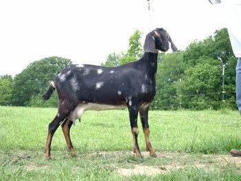 Look Mom, That One's Got Ears and Everything!!! - Goats