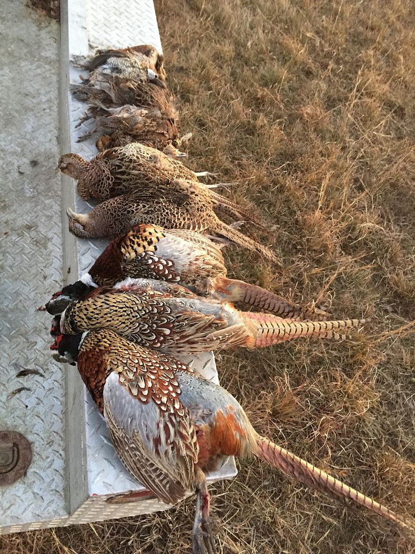 Pheasantswill a full choke and 2 or 3 shot ruin the meat? Page 4