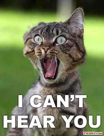 cat Pictures, Images and Photos