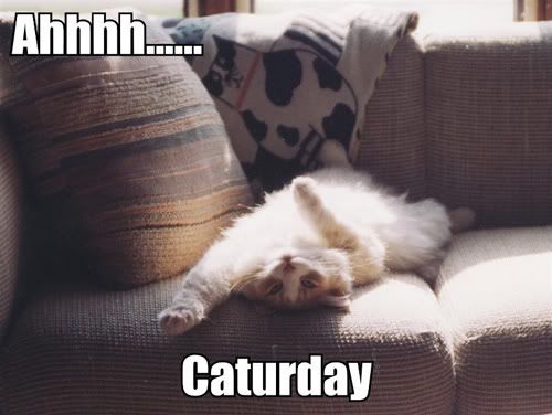 ahhhh-caturday.jpg