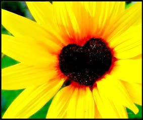 sun-flower.jpg sunflower heart image by deafpbiggersf40