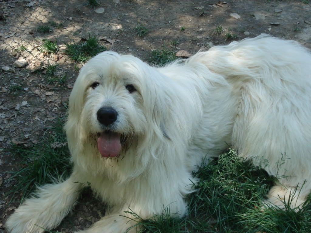 Has anyone seen a Pyr. like this before? - Goats