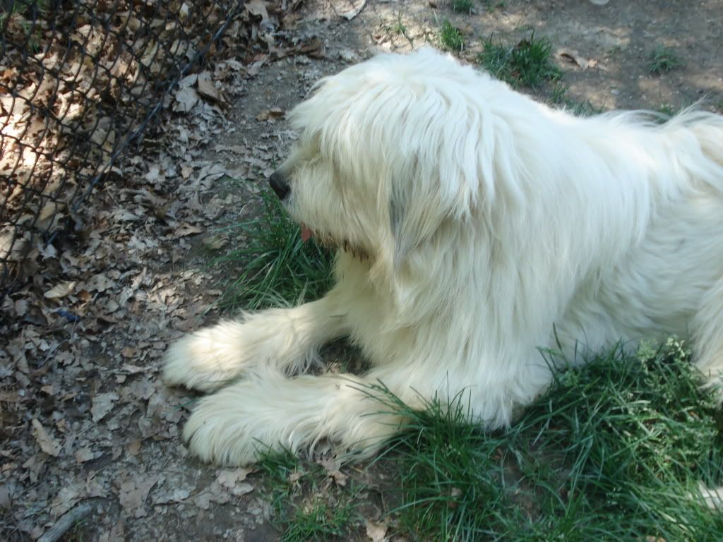 Has anyone seen a Pyr. like this before? - Goats