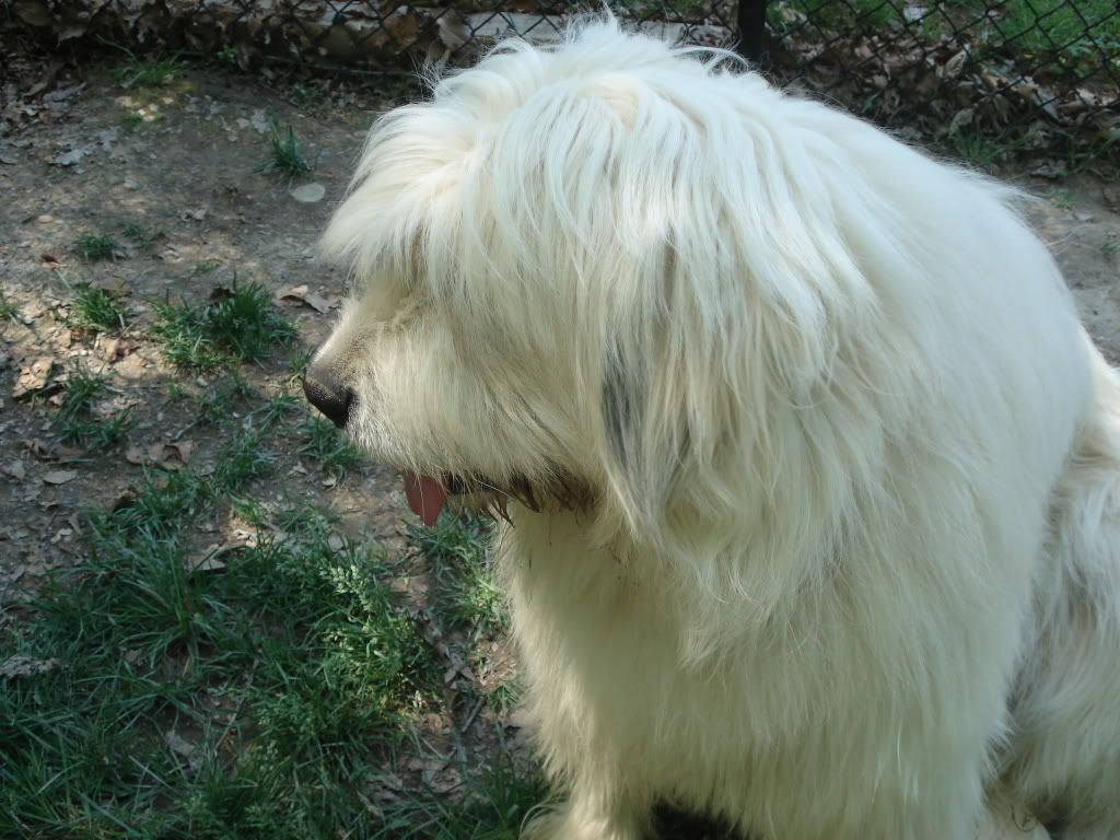 Has anyone seen a Pyr. like this before? - Goats