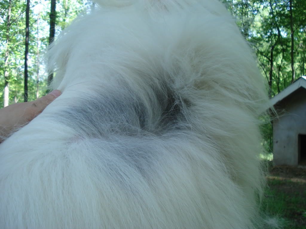 Has anyone seen a Pyr. like this before? - Goats