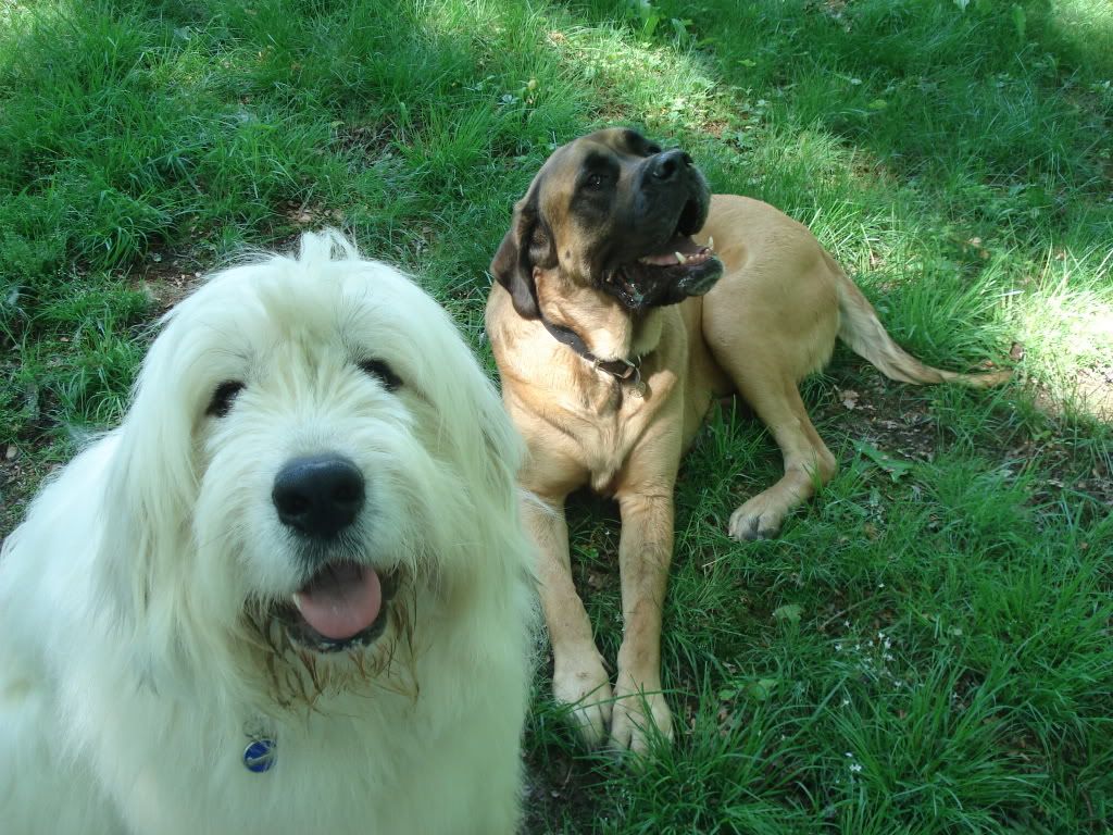 Has anyone seen a Pyr. like this before? - Goats