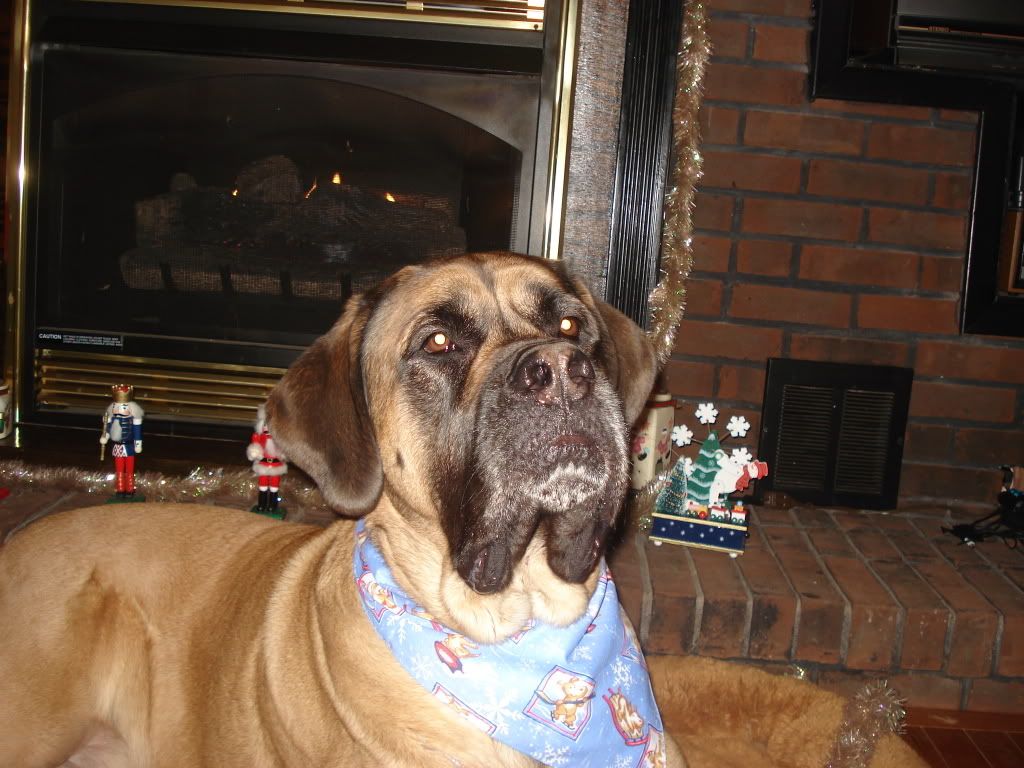 Has anyone seen a Pyr. like this before? - Goats