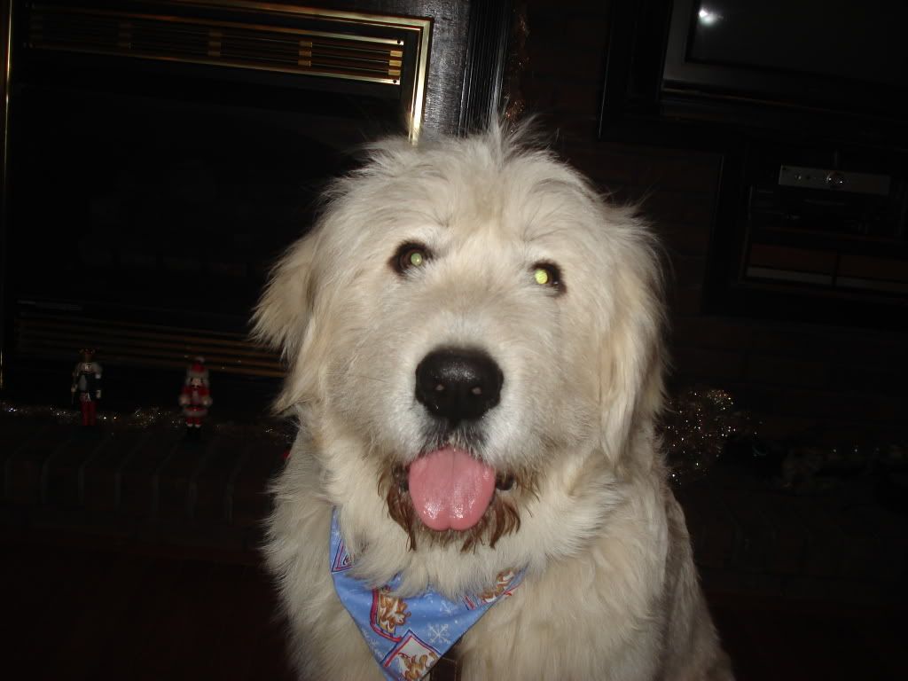 Has anyone seen a Pyr. like this before? - Goats