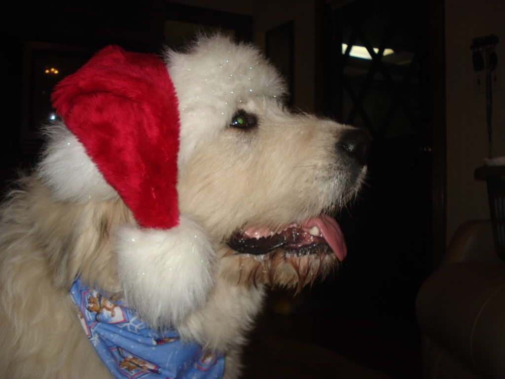 Has anyone seen a Pyr. like this before? - Goats