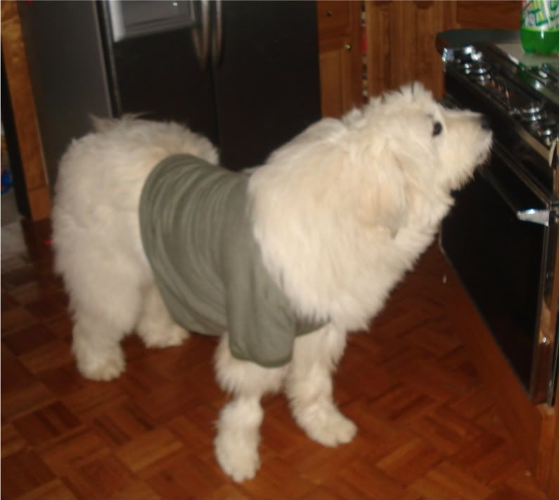 Has anyone seen a Pyr. like this before? - Goats