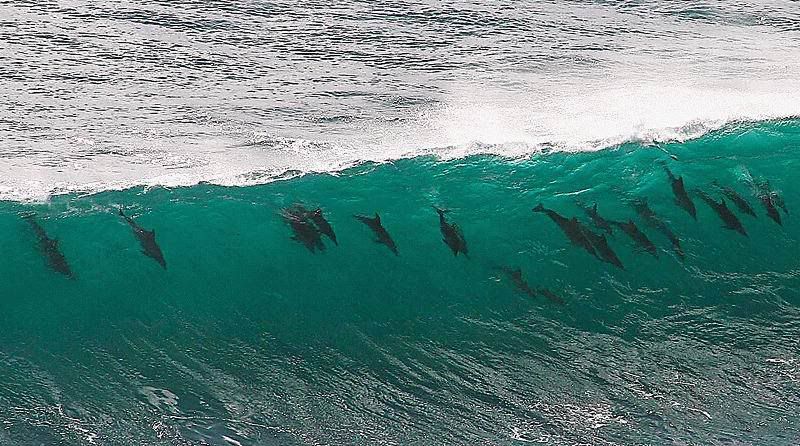 Дельфины - серферы (2 фото)