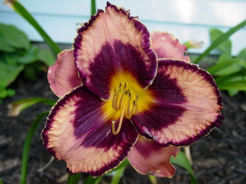 Awesome Blossom 72408 Photo by tepelus_album Photobucket