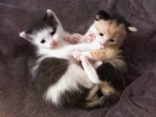 babies-2.jpg kitten hugs image by marjh6