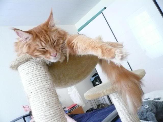 PsstChewbrschlft.jpg