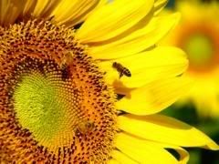  yahoo grousp , groups yahoo mail 