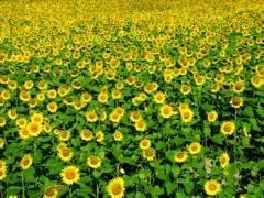  yahoo grousp , groups yahoo mail 