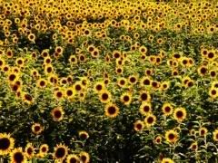  yahoo grousp , groups yahoo mail 