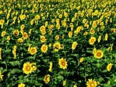  yahoo grousp , groups yahoo mail 