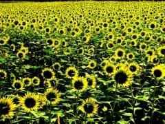  yahoo grousp , groups yahoo mail 