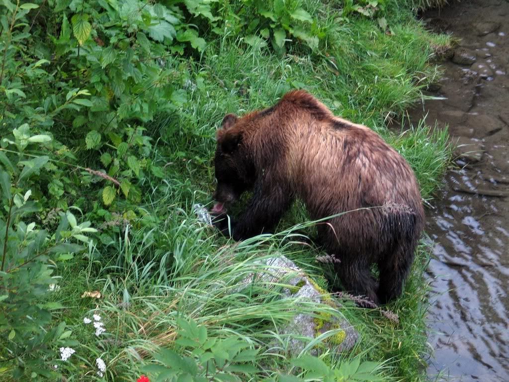 http://i193.photobucket.com/albums/z19/happyPC/Alaska/One/bear/IMG_0159.jpg