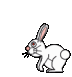 bunny Pictures, Images and Photos