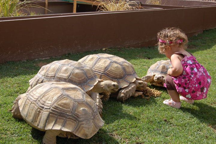 Sulcata tortoises
